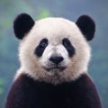 Giant panda bear posing for camera Royalty Free Stock Photo