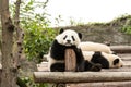 Giant panda bear resting at Chengdu, China Royalty Free Stock Photo