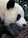 Giant panda bear resting his head on his paw