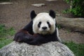 Giant Panda bear resting on a rock Royalty Free Stock Photo