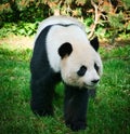 the giant panda bear is threatened with extinction. Breeding has succeeded at the Berlin Zoo