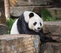 Giant Panda Bear