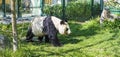 Giant panda bear walking on the grass