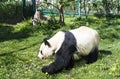 Giant panda bear walking on the grass