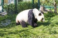 Giant panda bear walking on the grass