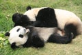 Giant panda bears (Ailuropoda Melanoleuca), China Royalty Free Stock Photo