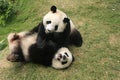 Giant panda bears (Ailuropoda Melanoleuca) playing Royalty Free Stock Photo