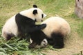 Giant panda bears (Ailuropoda Melanoleuca) rolling Royalty Free Stock Photo