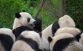 Giant panda bears eating bamboo in forest Royalty Free Stock Photo