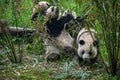 Giant panda bears eating bamboo in forest Royalty Free Stock Photo