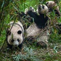 Giant panda bears eating bamboo in forest Royalty Free Stock Photo