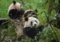 Giant panda bears eating bamboo in forest Royalty Free Stock Photo