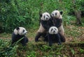 Giant panda bears and social distancing