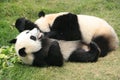 Giant panda bears rolling together