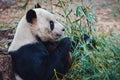 Giant panda in Beijing Zoo, China Royalty Free Stock Photo