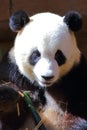 Giant Panda