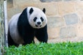 Giant panda called Mei Xiang at the National Zoo in Washington D.C Royalty Free Stock Photo