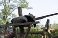 Giant panda sleeping, enjoying nice wather