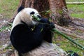 Giant Panda eating bamboo atWashington DC Zoo