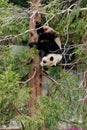 Giant Panda climbing down a tree Washington DC Zoo