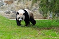 Giant Panda at Washington DC Zoo