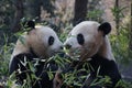 Giant Panda , Cheng Jiu, in Hangzhou, China
