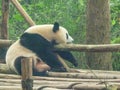 Giant Panda at the Chengdu Panda Base, Sichuan province, China Royalty Free Stock Photo