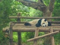 Giant Panda at the Chengdu Panda Base, Sichuan province, China Royalty Free Stock Photo