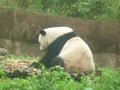 Giant Panda at the Chengdu Panda Base, Sichuan province, China Royalty Free Stock Photo