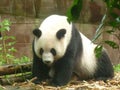 Giant Panda at the Chengdu Panda Base, Sichuan province, China Royalty Free Stock Photo