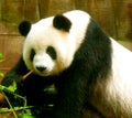 Giant Panda at the Chengdu Panda Base, Sichuan province, China Royalty Free Stock Photo