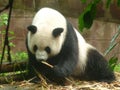 Giant Panda at the Chengdu Panda Base, Sichuan province, China Royalty Free Stock Photo