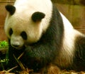 Giant Panda at the Chengdu Panda Base, Sichuan province, China Royalty Free Stock Photo