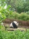 Giant Panda at the Chengdu Panda Base, Sichuan province, China Royalty Free Stock Photo