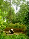 Giant Panda at the Chengdu Panda Base, Sichuan province, China Royalty Free Stock Photo