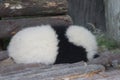 Giant Panda in Chengdu, China