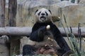 Giant Panda in Chengdu, China Royalty Free Stock Photo