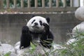 Giant Panda in Chengdu, China