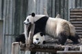 Giant Panda in Chengdu, China