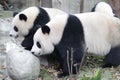 Giant Panda in Chengdu, China