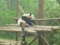 Giant Panda at the Chengdu Panda Base, Sichuan province, China Royalty Free Stock Photo