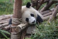 Giant Panda - Chengdu Panda Research Base - China