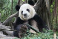 Giant panda in Chimelong safari,Guangzhou