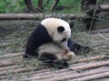 Giant panda in China