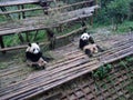 Giant panda in China