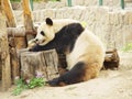 Giant panda China Royalty Free Stock Photo