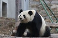 Giant Panda in China Royalty Free Stock Photo