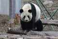 Giant Panda in China Royalty Free Stock Photo