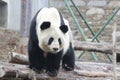 Giant Panda in China Royalty Free Stock Photo