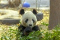 Giant Panda China. Panda eats bamboo. Royalty Free Stock Photo